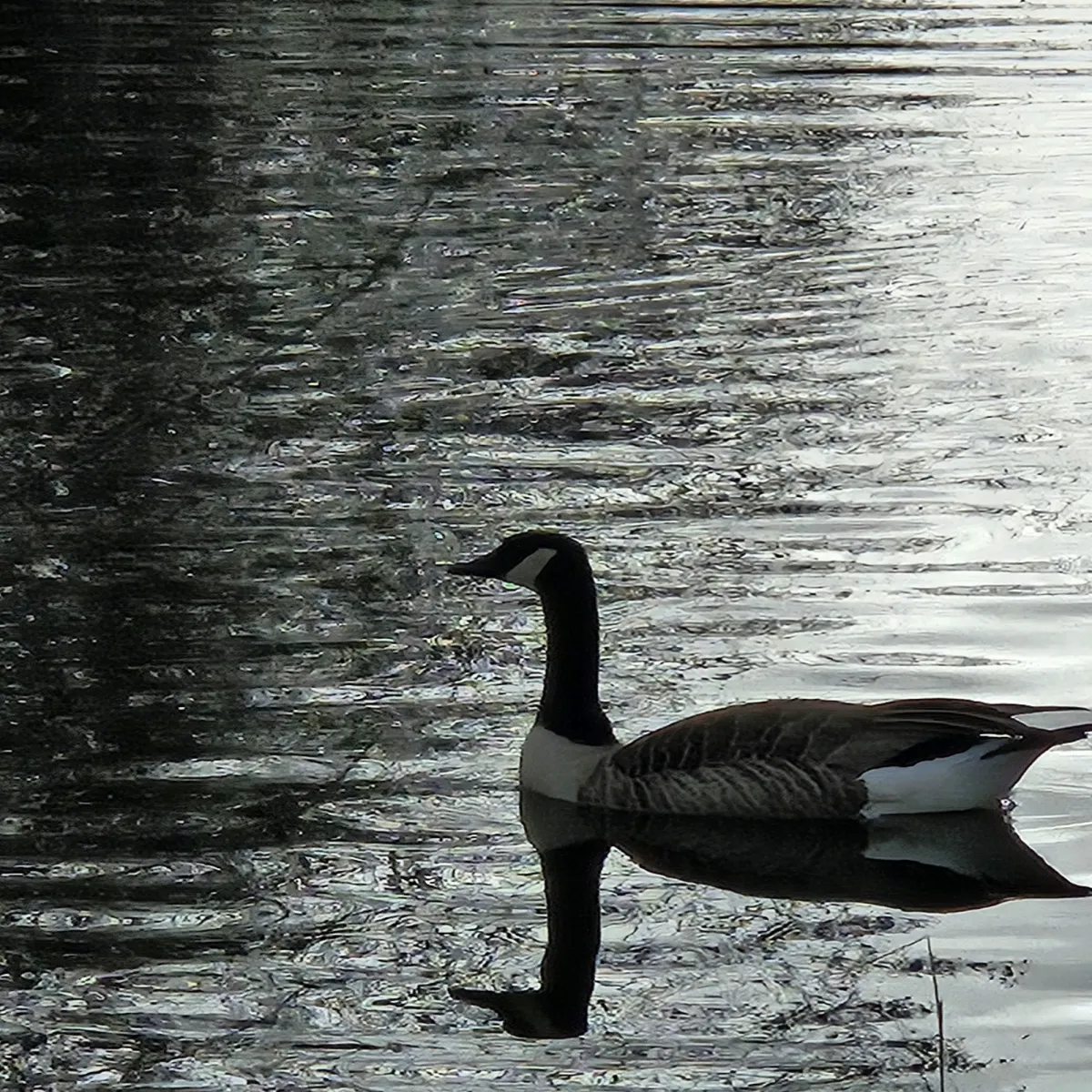 Gespotte Grote Canadese gans
