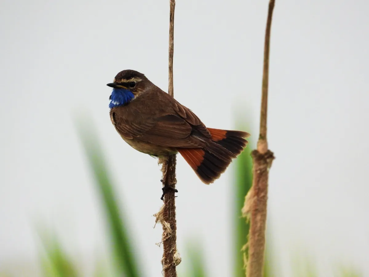Waargenomen Blauwborst