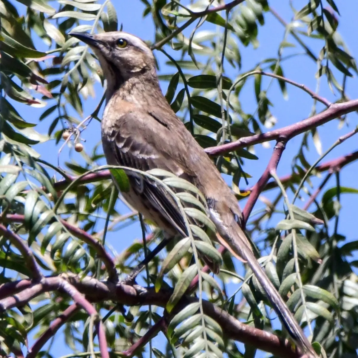 Spotted Chilean Mockingbird