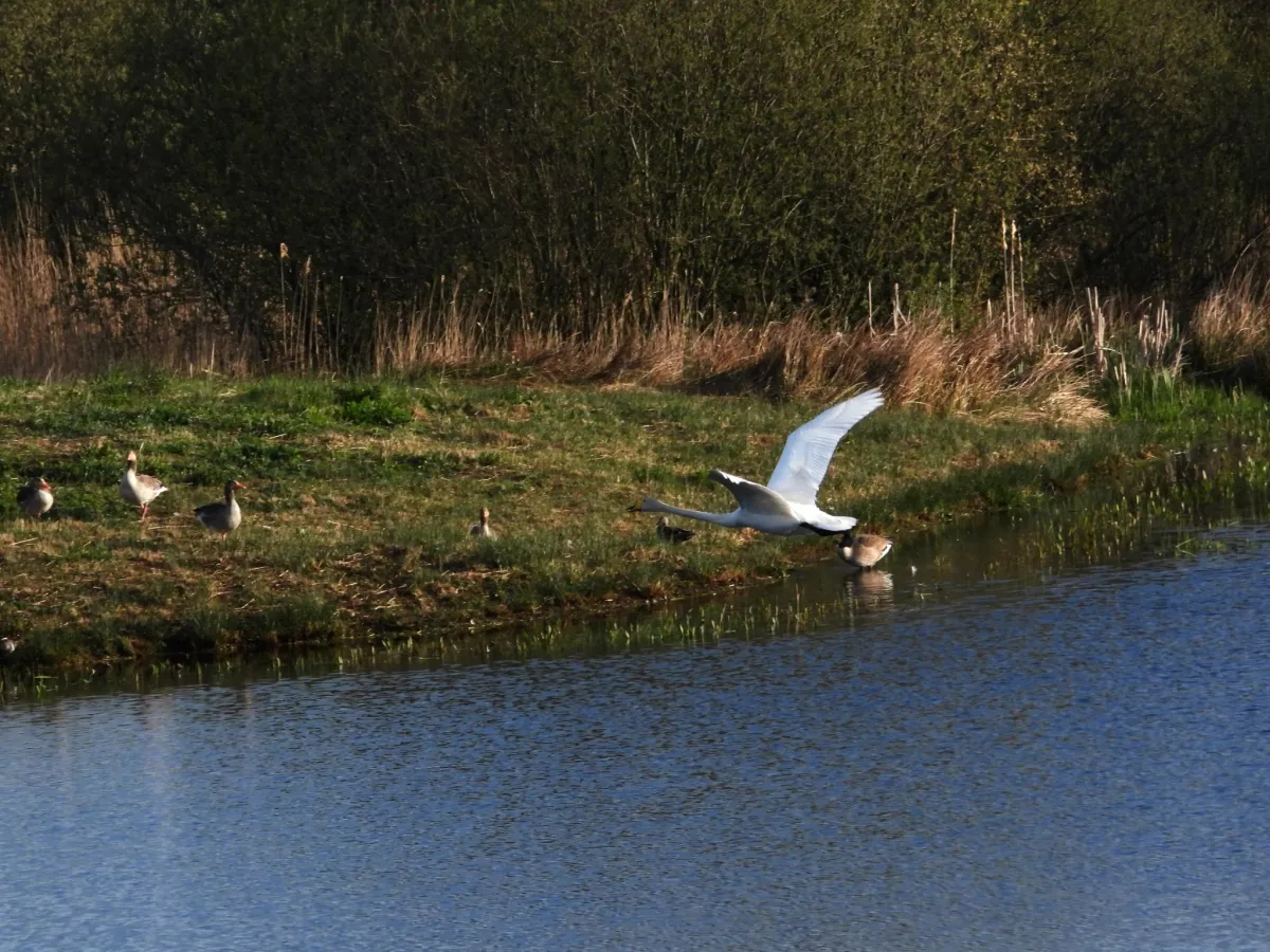 Gespotte Wilde zwaan