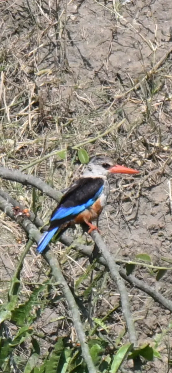 Waargenomen Grijskopijsvogel