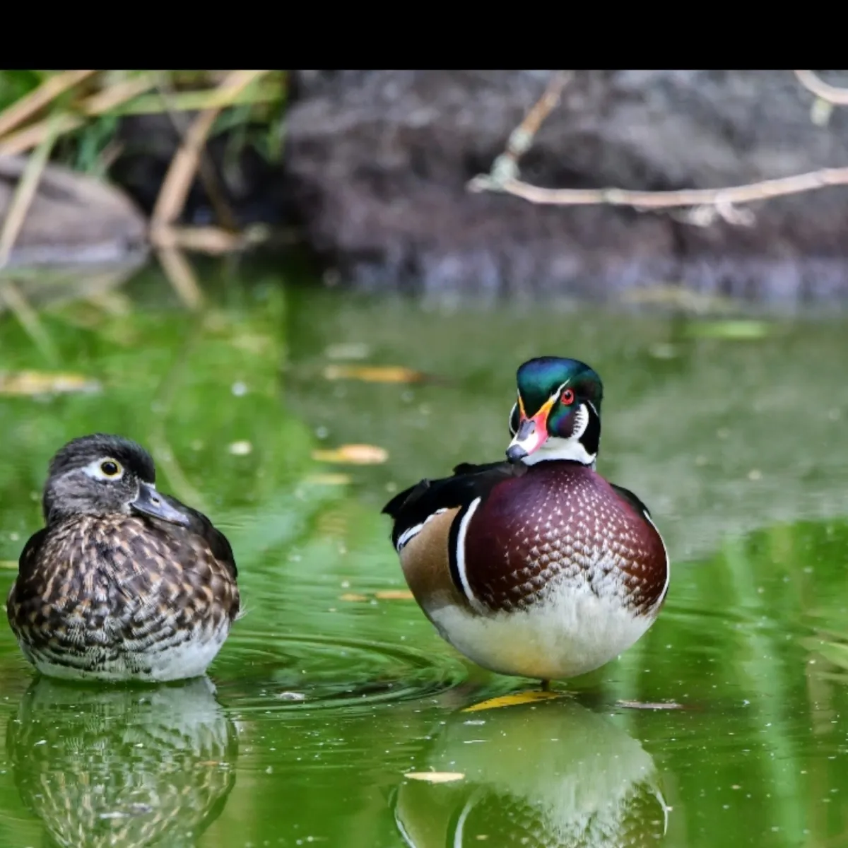 Gespotte Carolinaeend