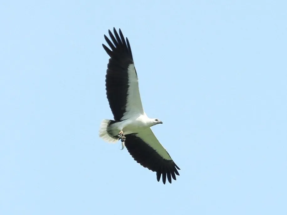 Spotted White-bellied Sea-Eagle