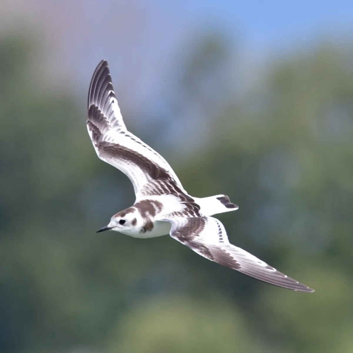 Spotted Little Gull