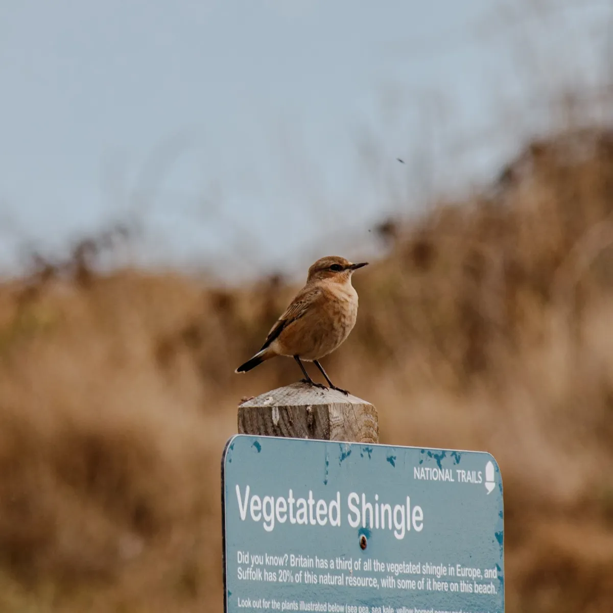 Spotted Northern Wheatear