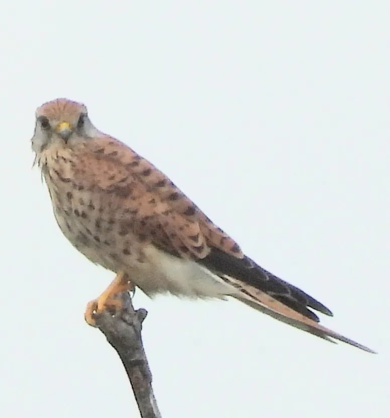 Spotted Eurasian Kestrel