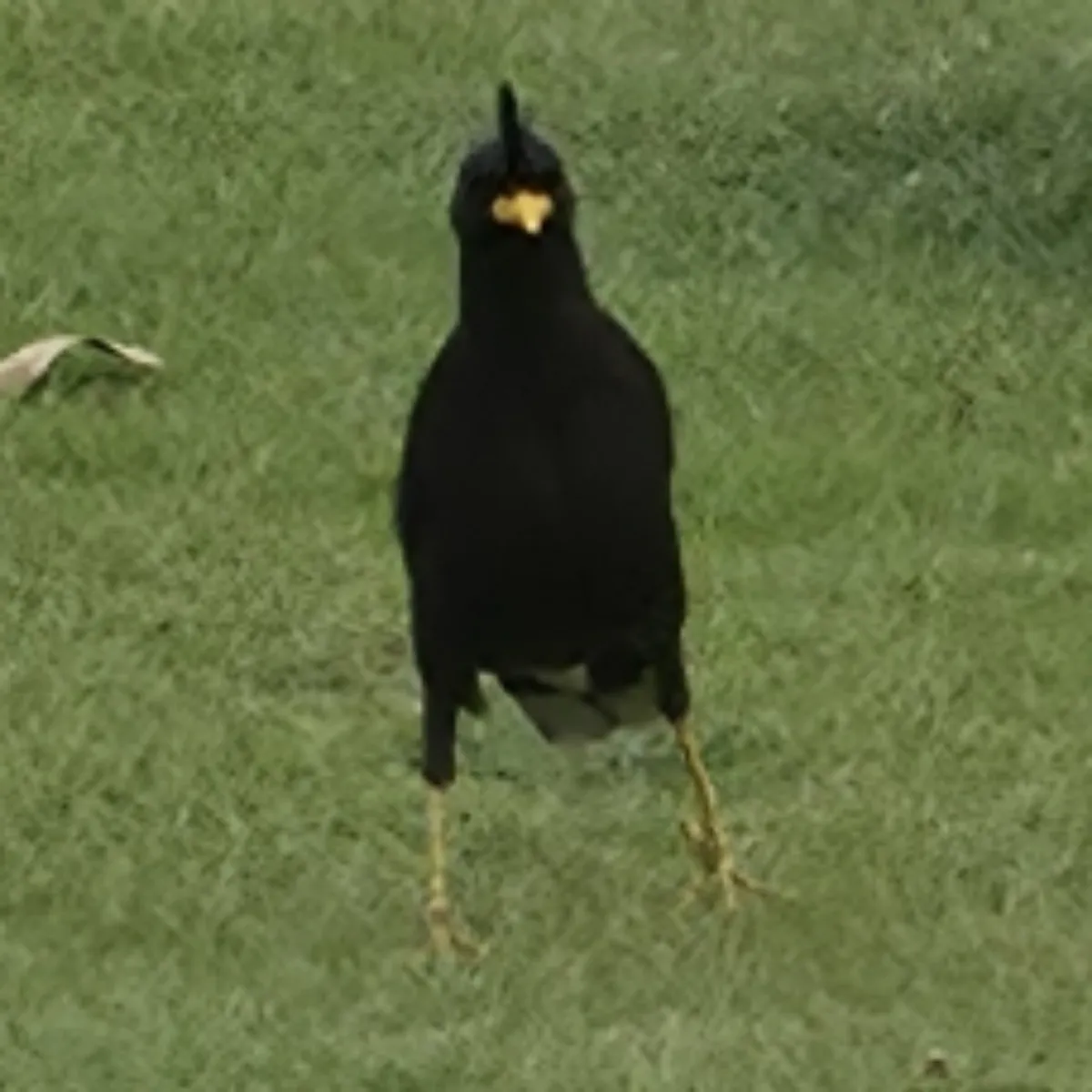 Gespotte Grote maina