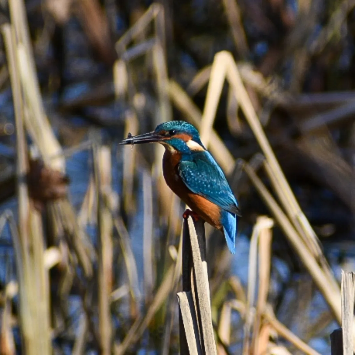 Spotted Common Kingfisher