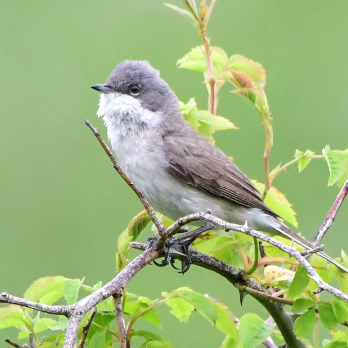 Spotted Lesser Whitethroat