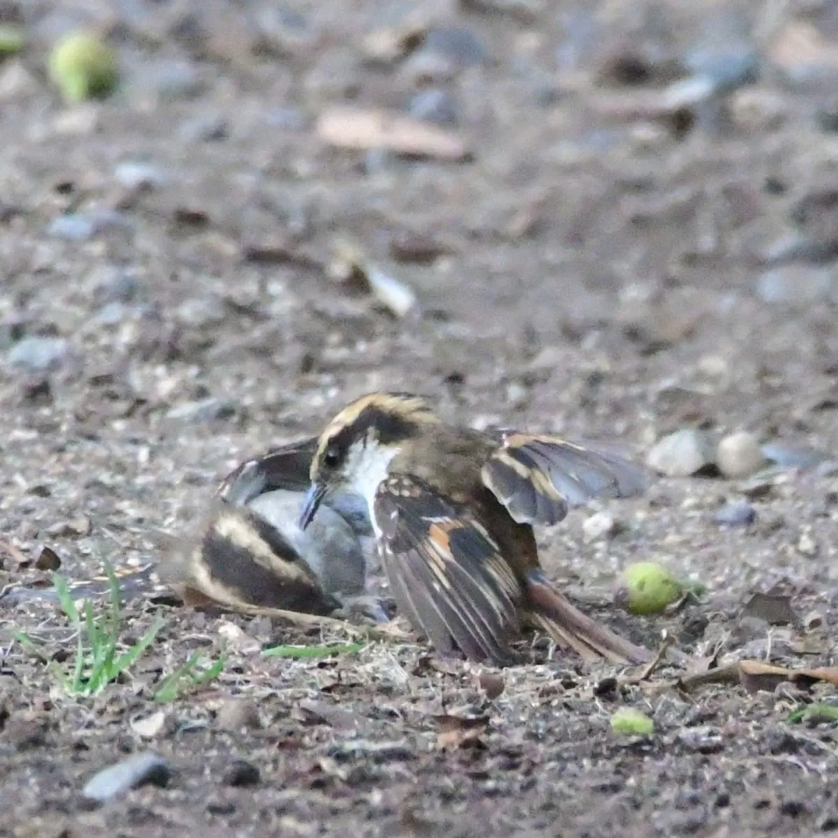 Spotted Thorn-tailed Rayadito