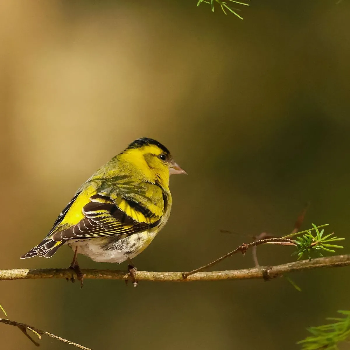 Spotted Eurasian Siskin