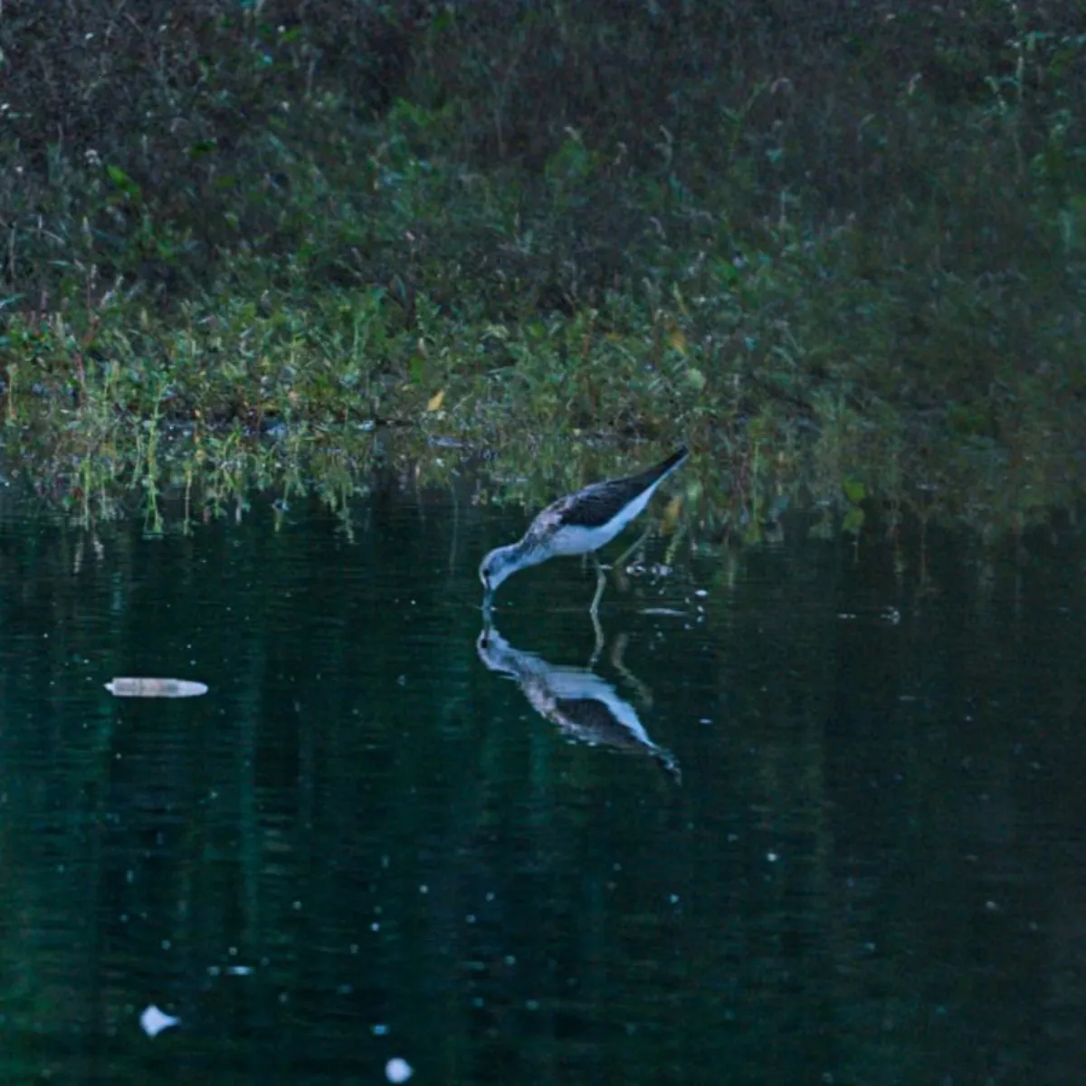 Spotted Common Greenshank