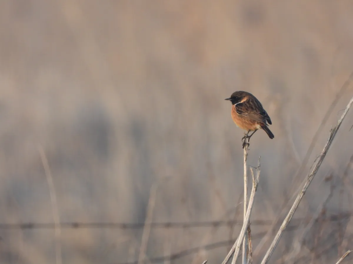 Spotted European Stonechat