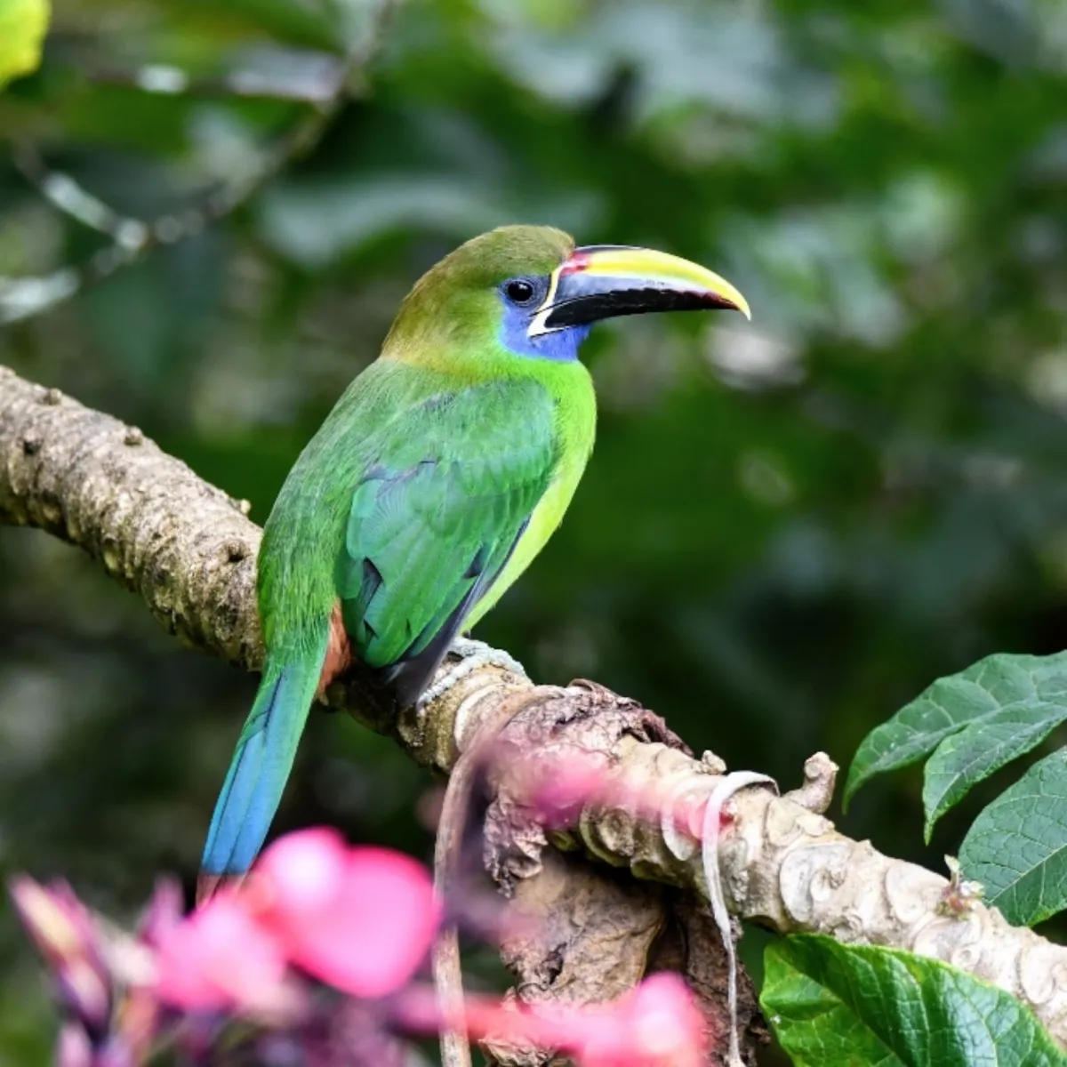 Gespotte Smaragdarassari