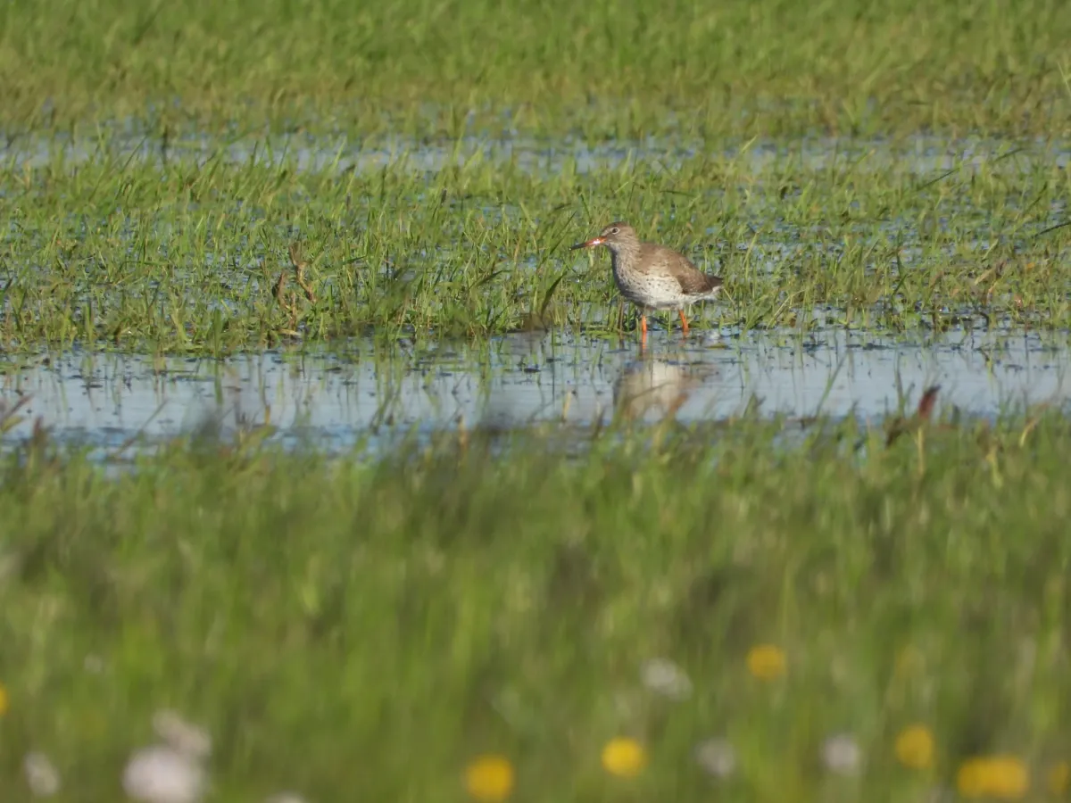 Spotted Common Redshank