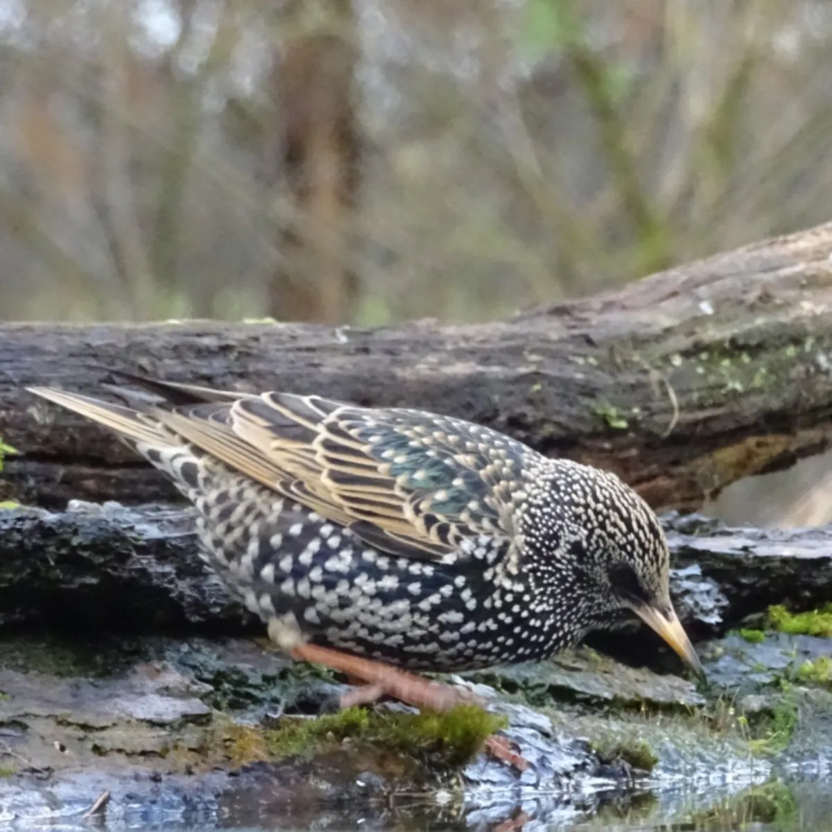 Spotted European Starling