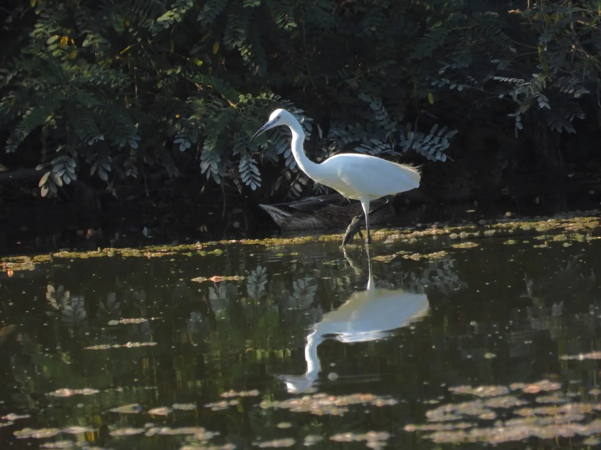 Waargenomen Kleine zilverreiger