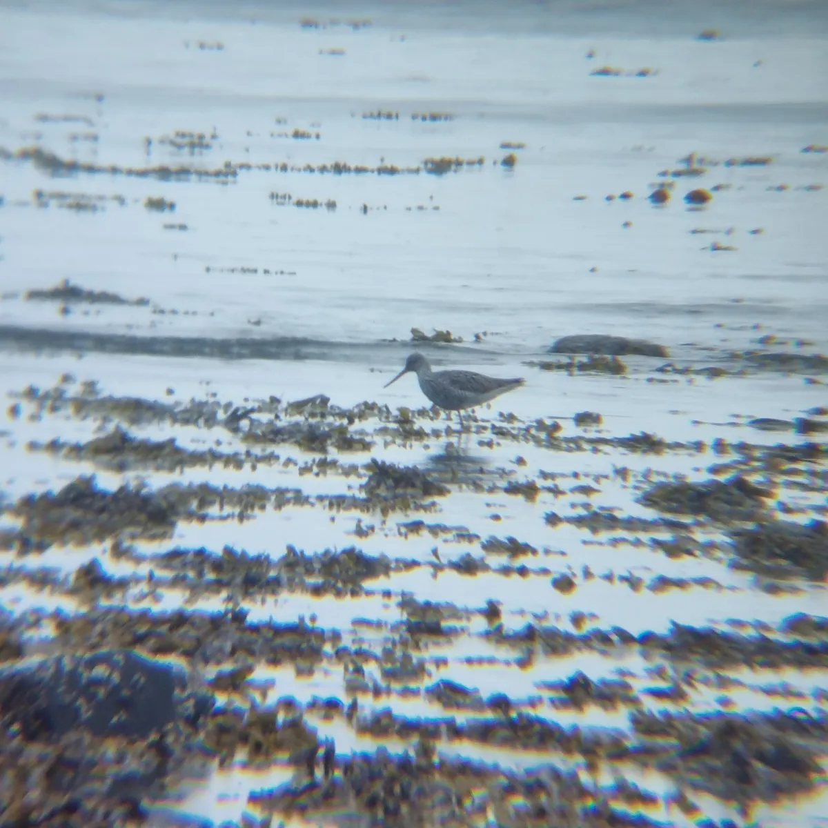 Spotted Greater Yellowlegs