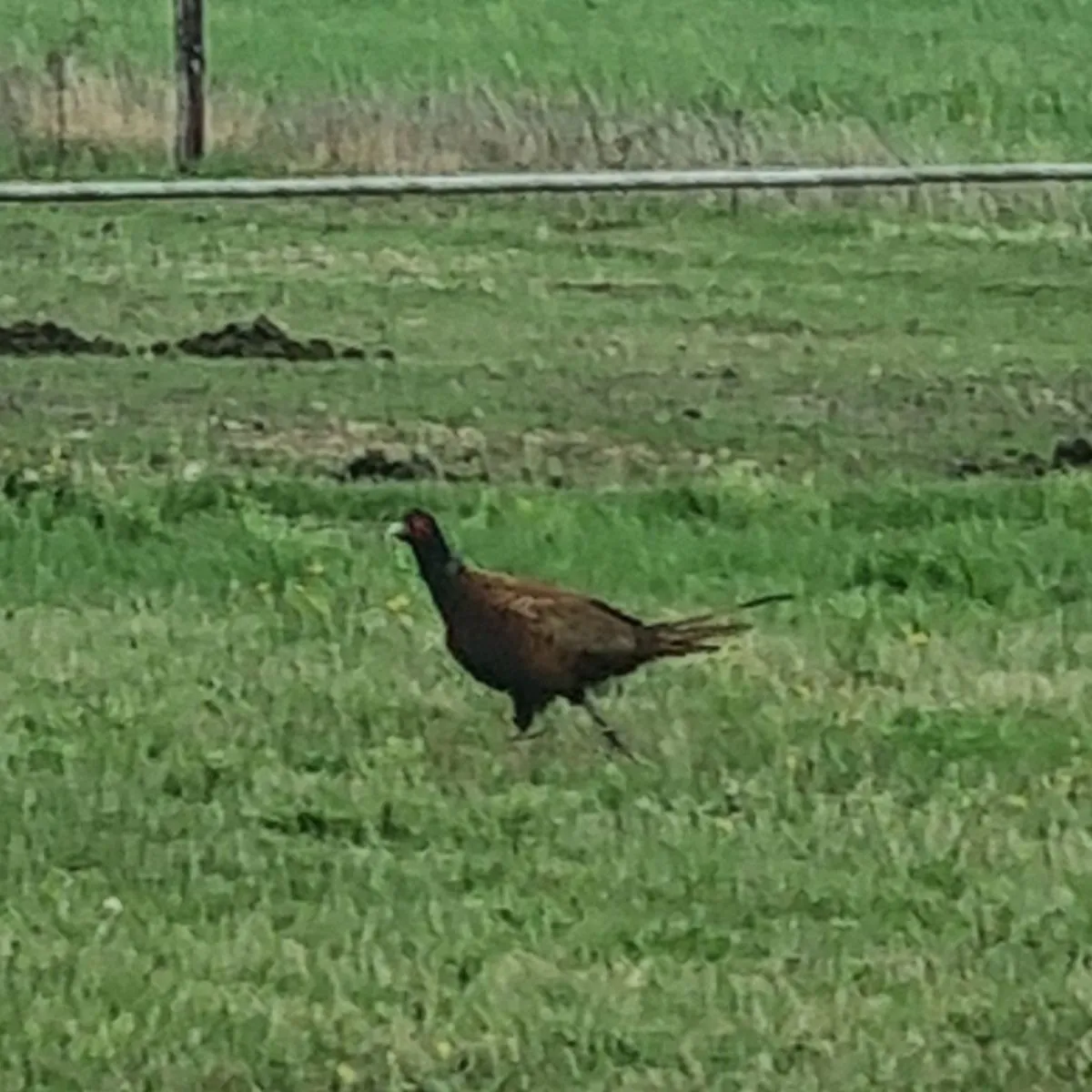 Spotted Ring-necked Pheasant