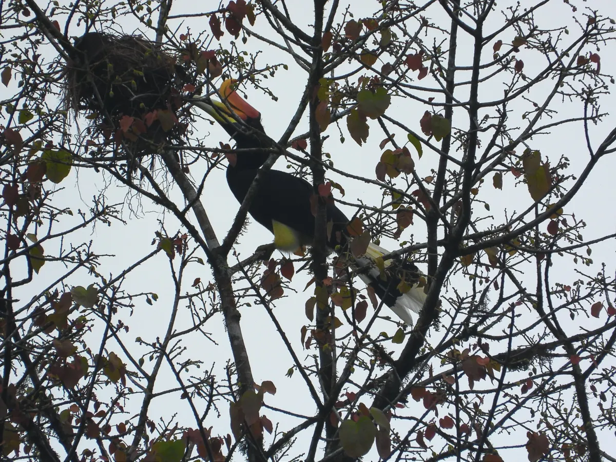 Gespotte Gewone neushoornvogel