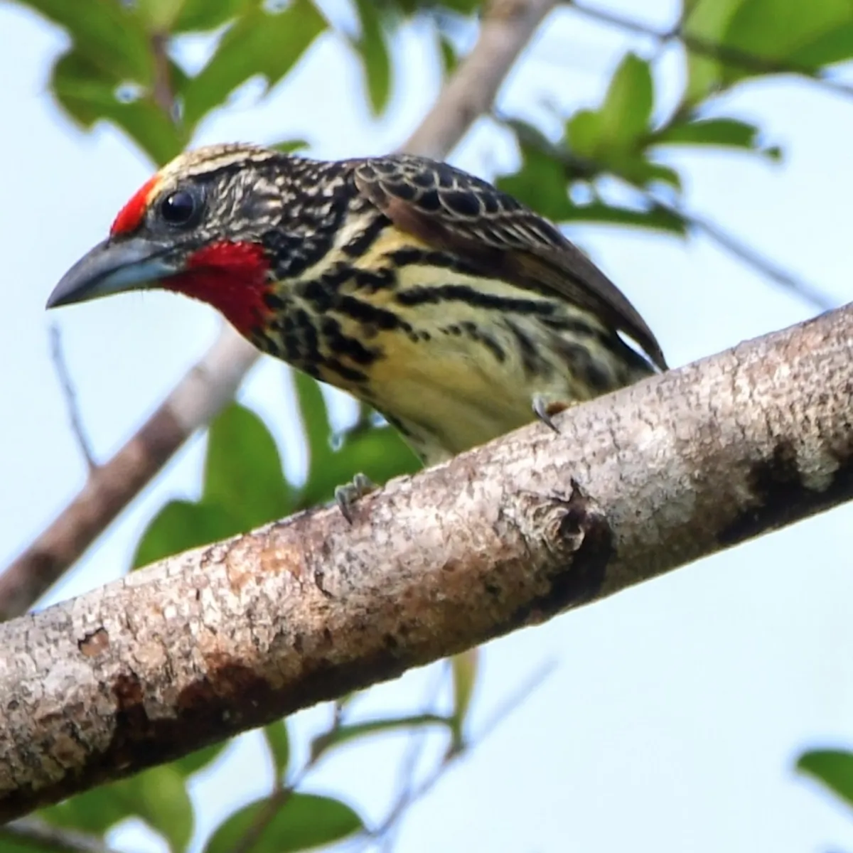 Spotted Black-spotted Barbet