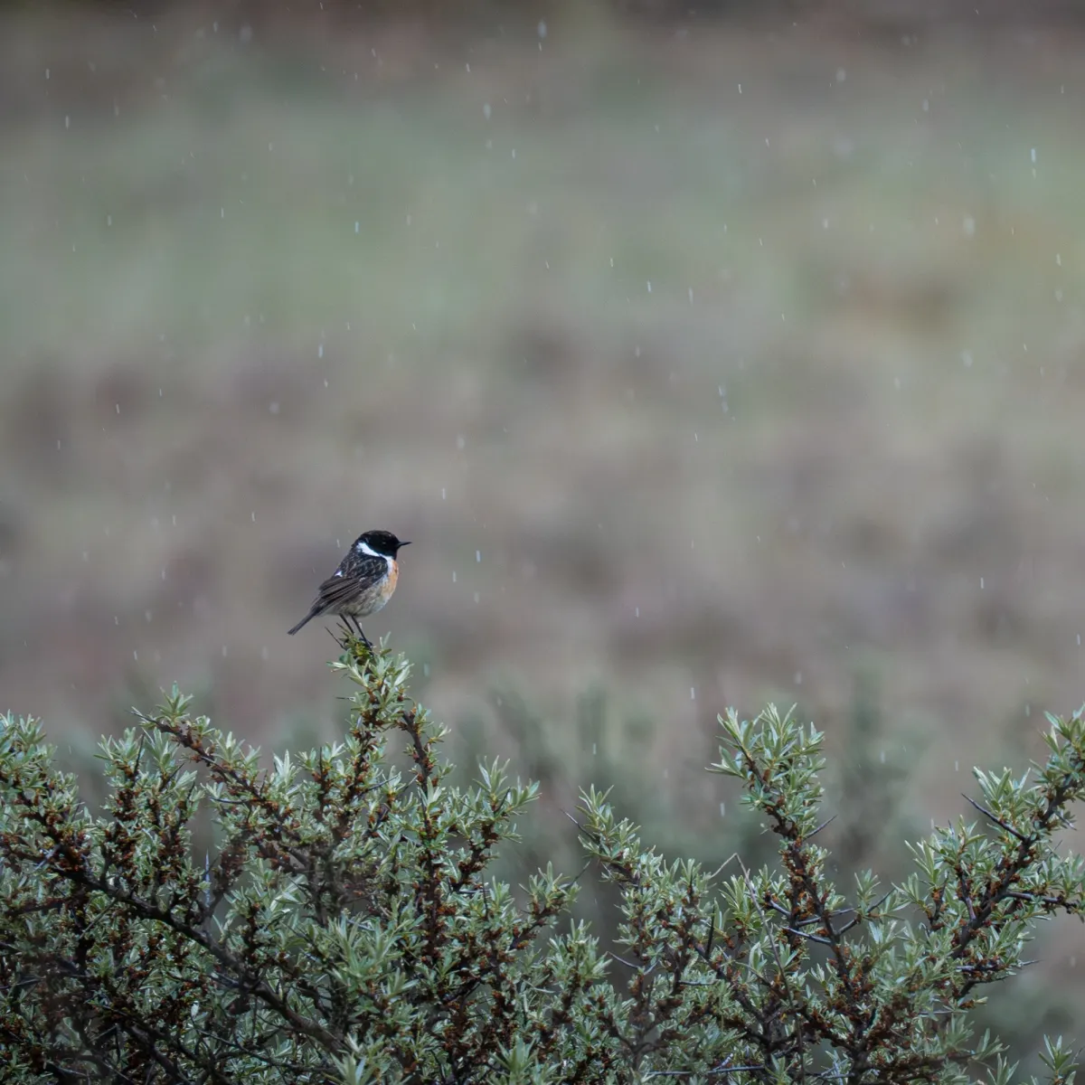 Spotted European Stonechat