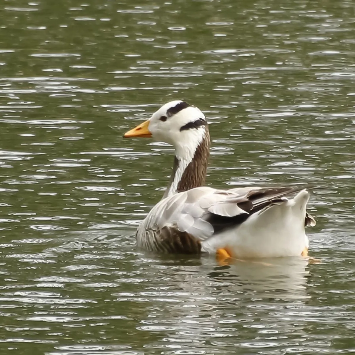 Spotted Bar-headed Goose