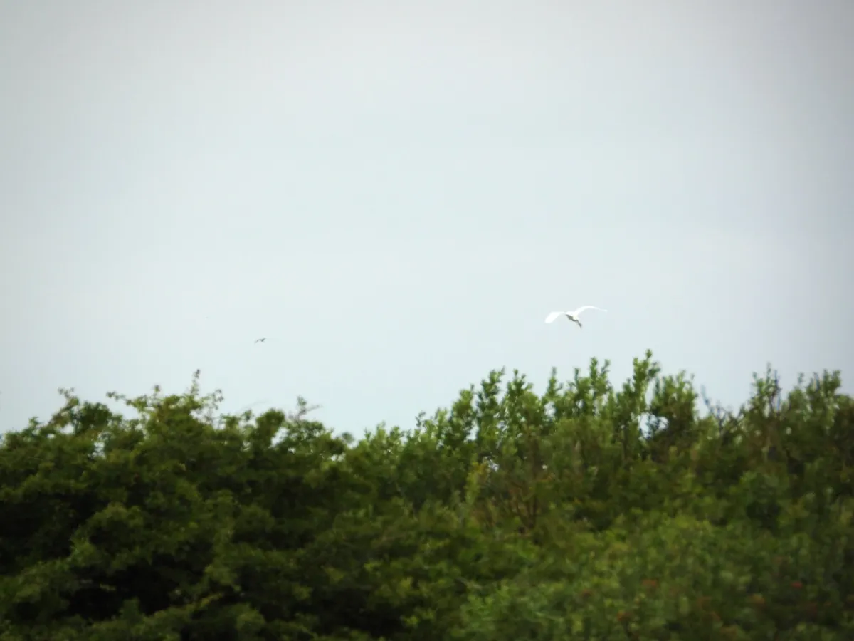 Waargenomen Kleine zilverreiger
