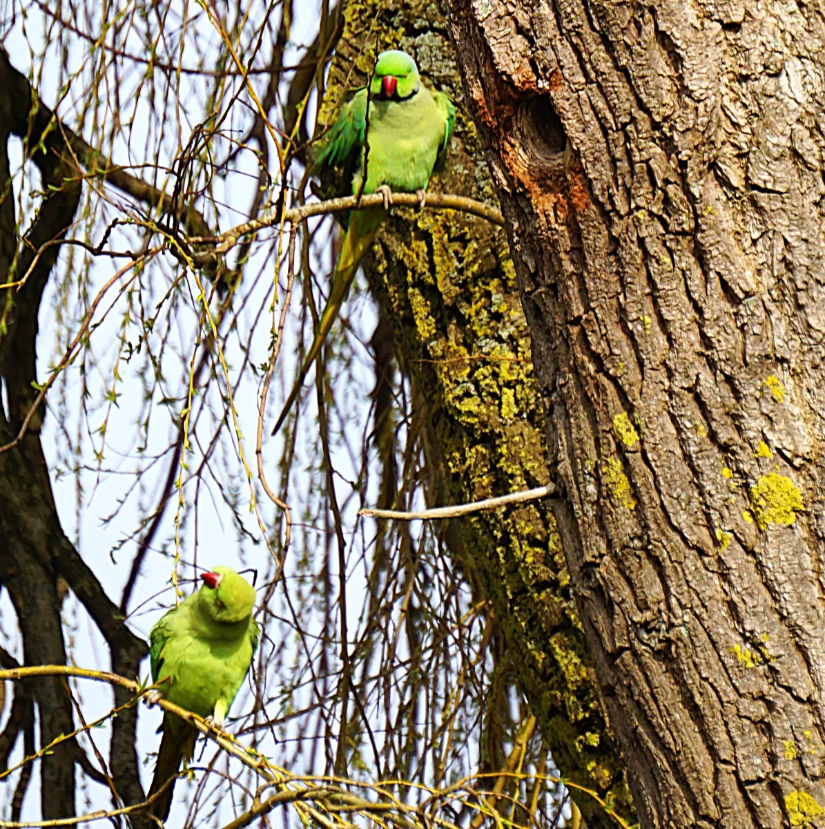 Spotted Rose-ringed Parakeet