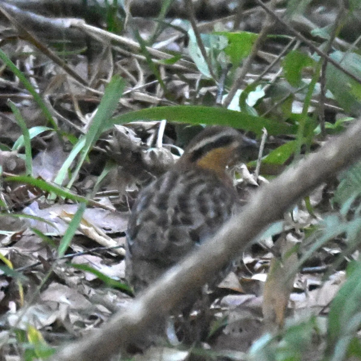 Spotted Mountain Bamboo-Partridge