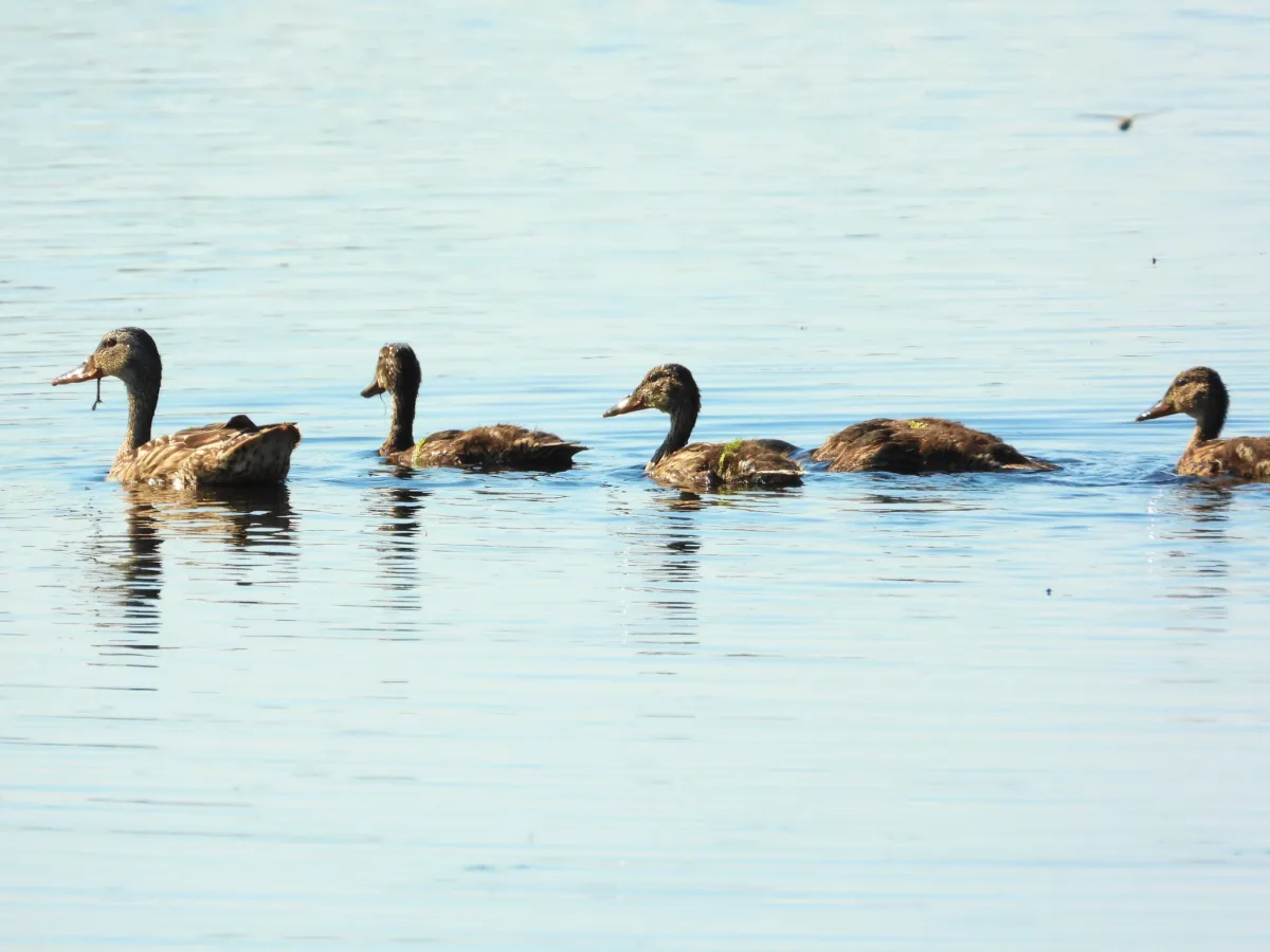 Spotted Mallard