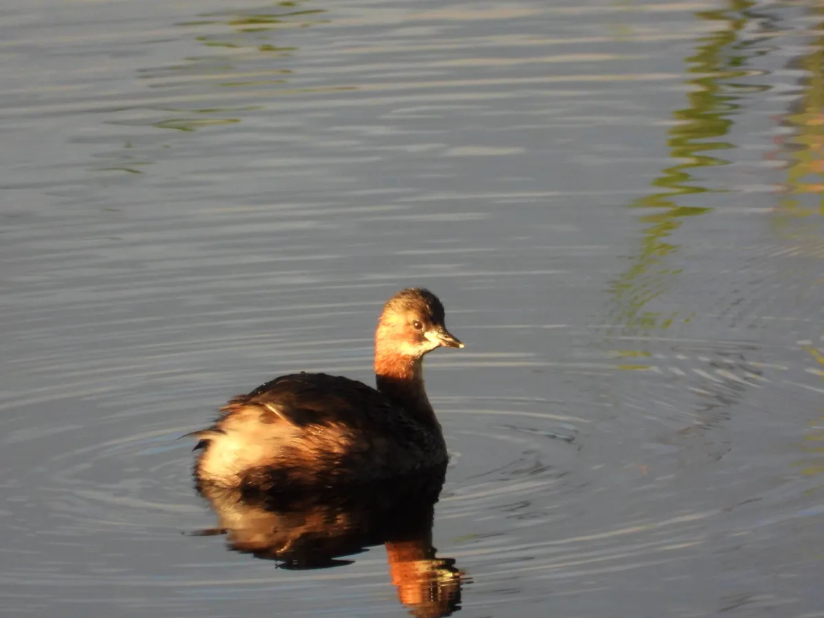 Spotted Little Grebe