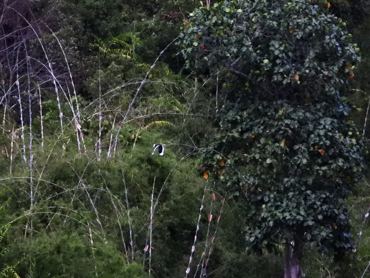 Gespotte Indische neushoornvogel