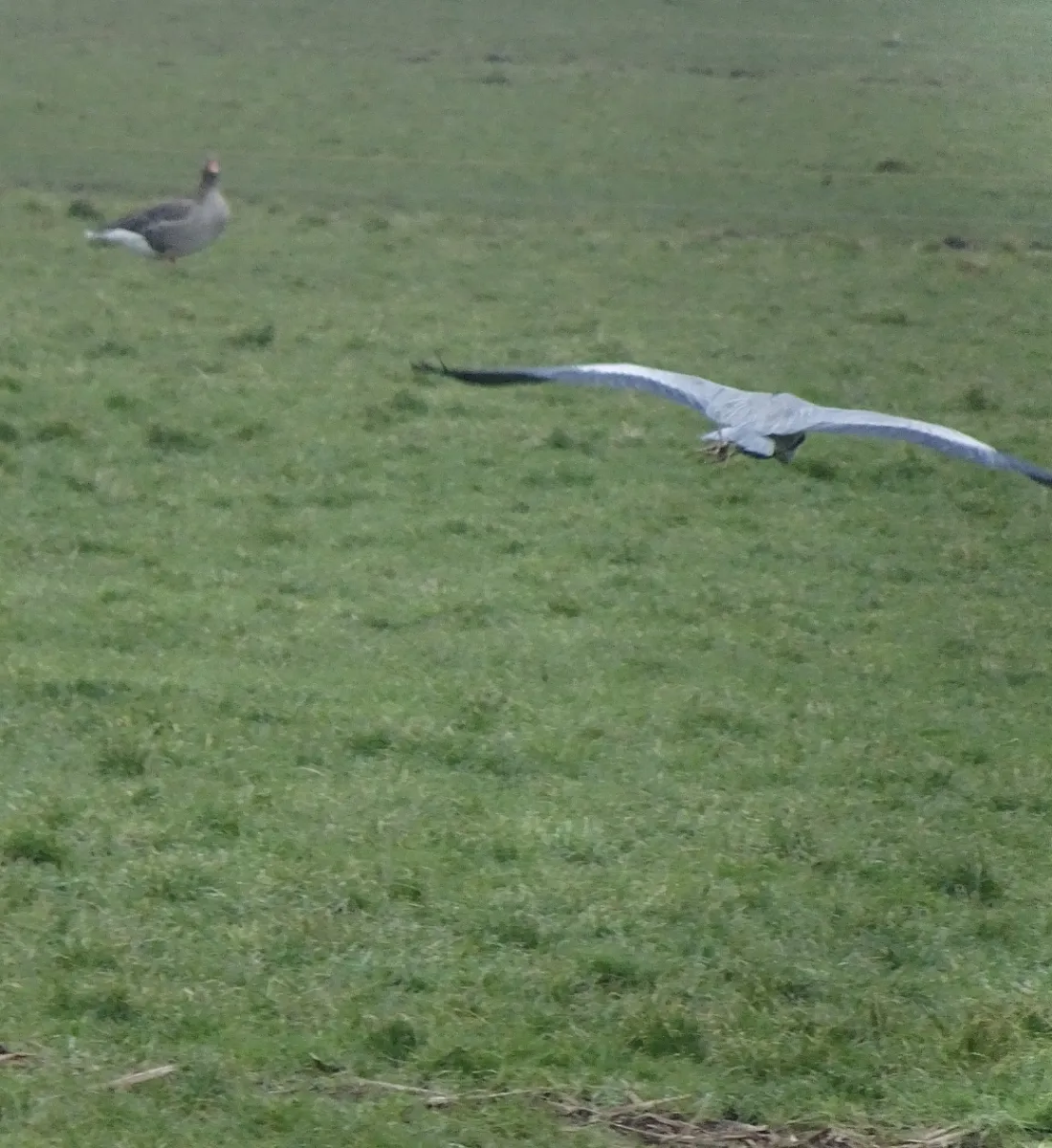 Gespotte Blauwe reiger