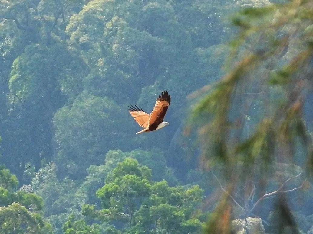 Gespotte Brahmaanse wouw