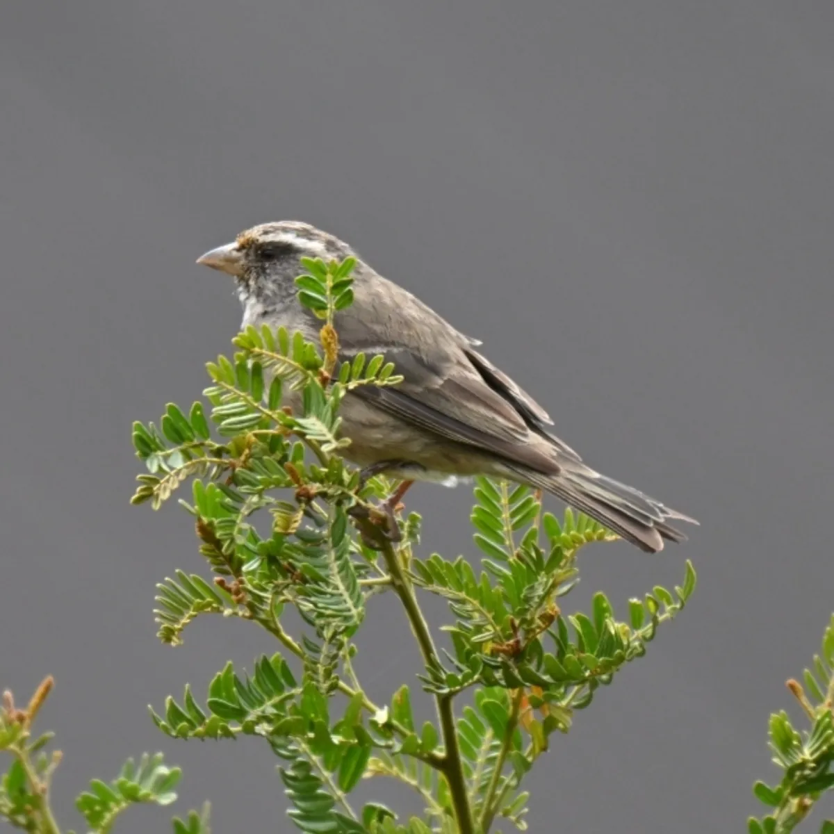 Spotted Streaky-headed Seedeater