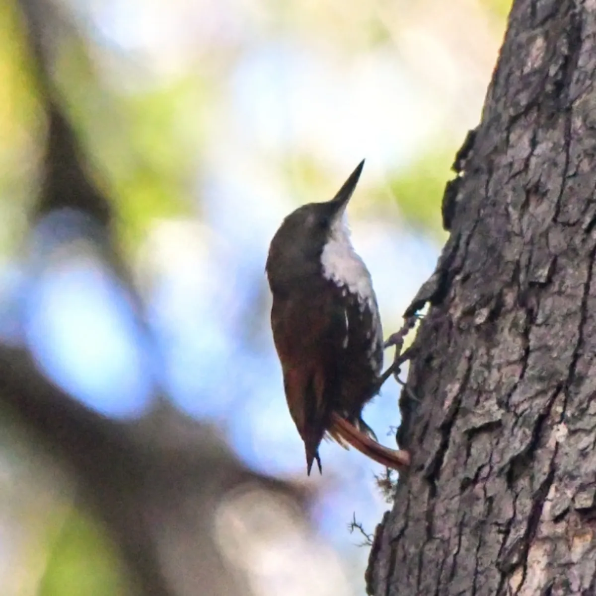 Spotted White-throated Treerunner