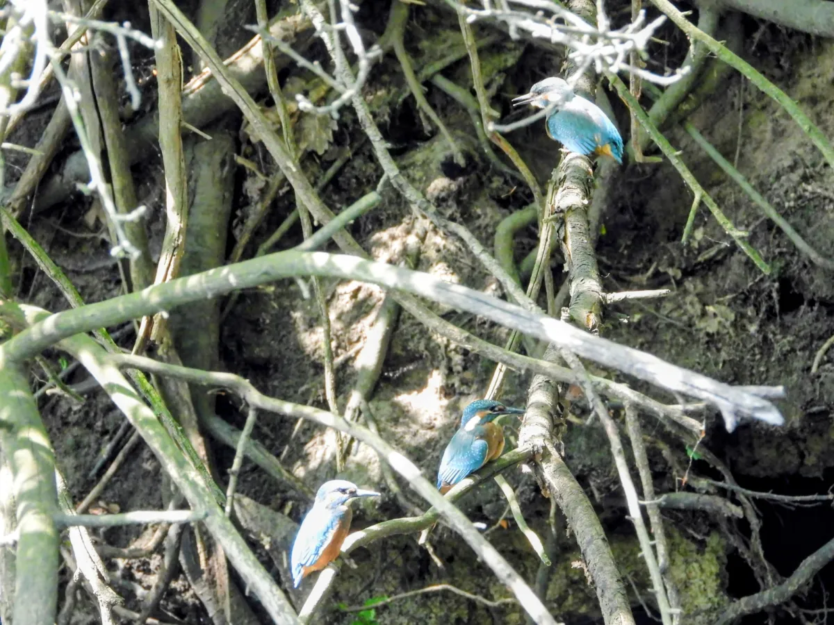 Waargenomen IJsvogel