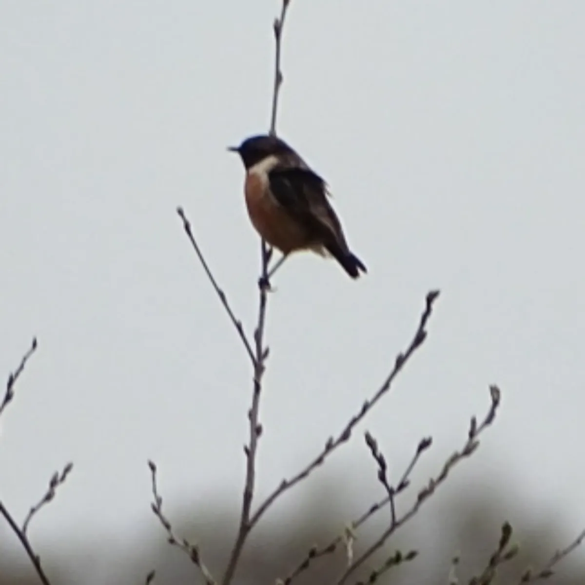 Gespotte Roodborsttapuit