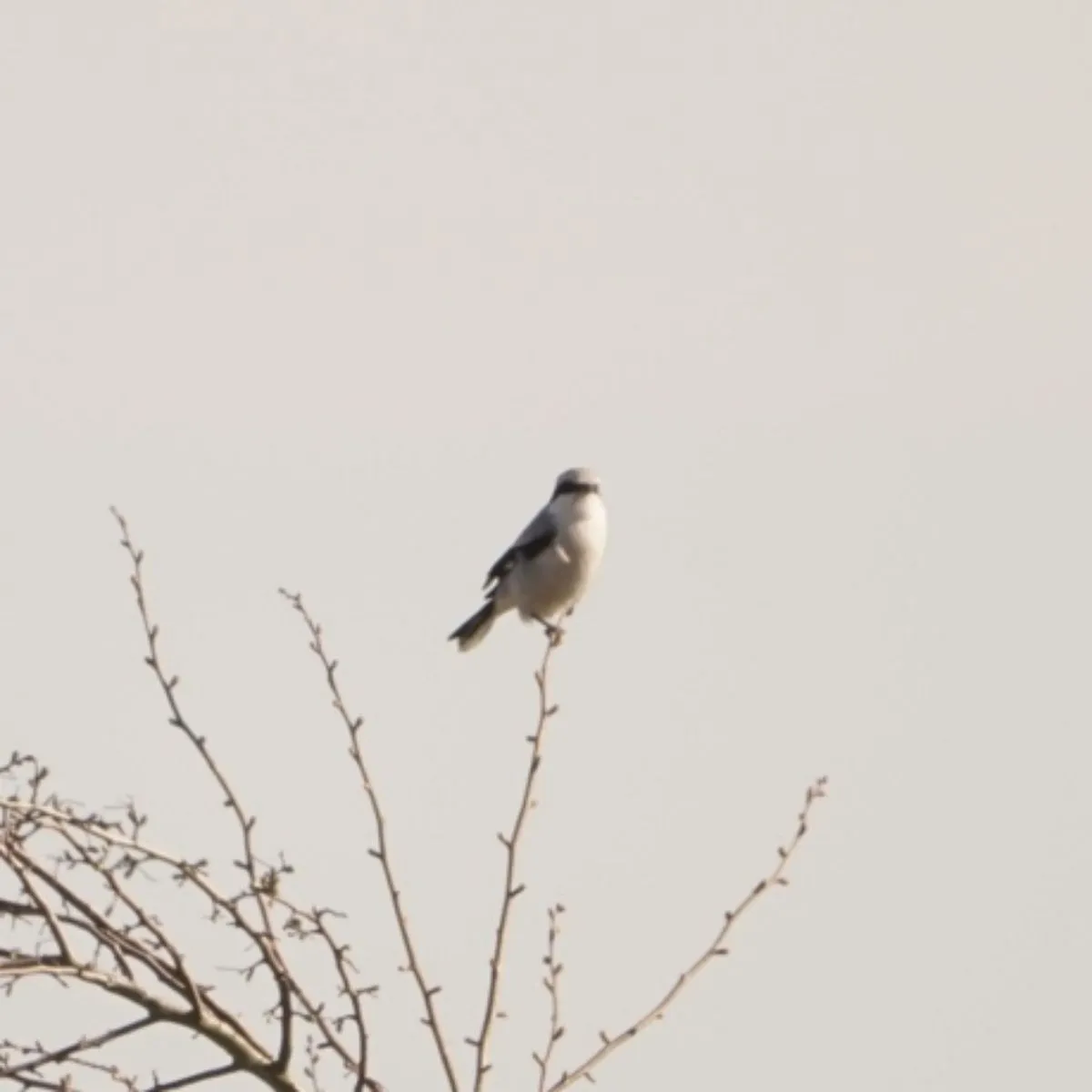 Spotted Lesser Gray Shrike