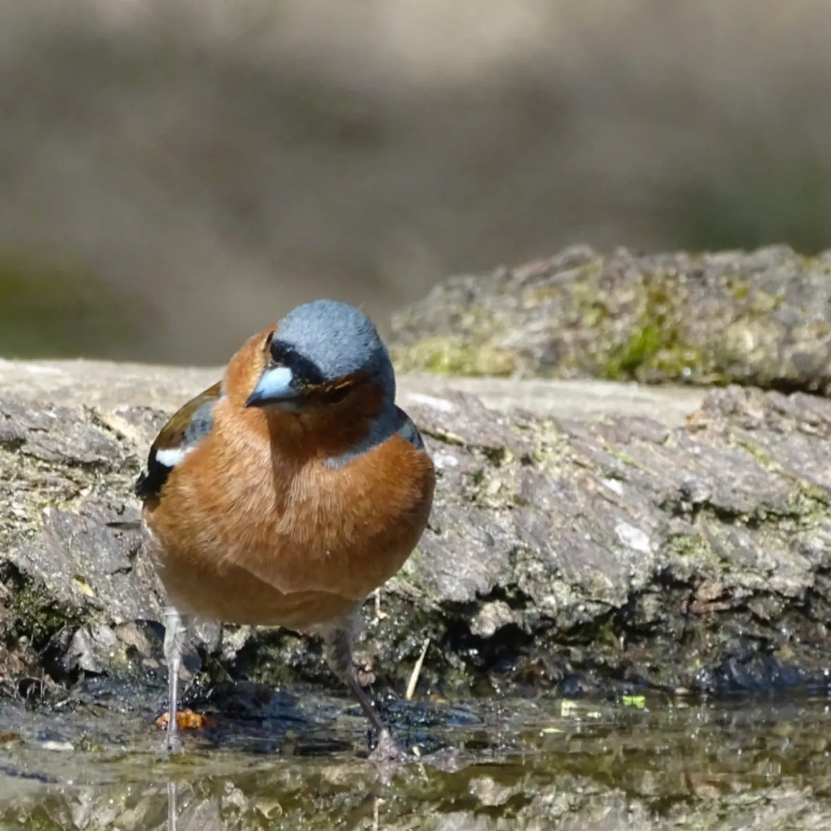 Gespotte Vink