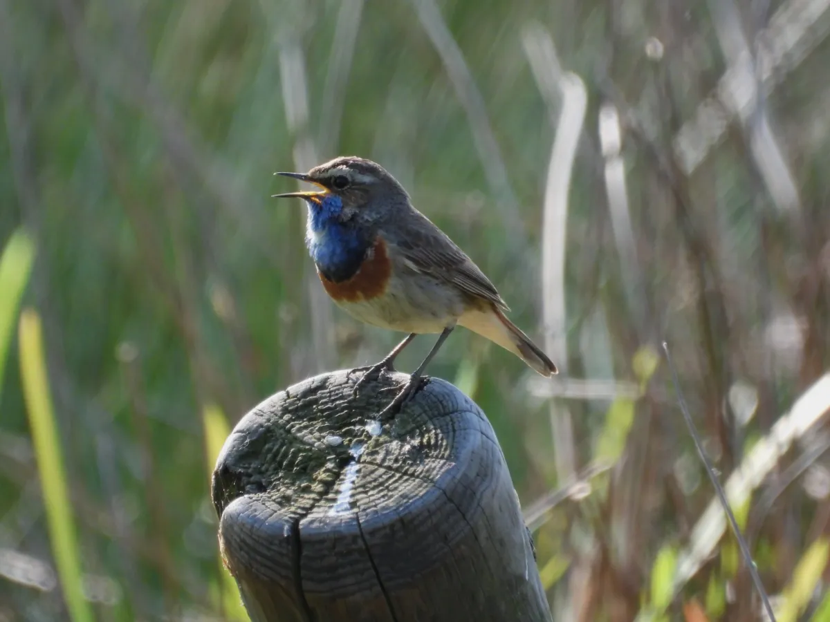 Waargenomen Blauwborst