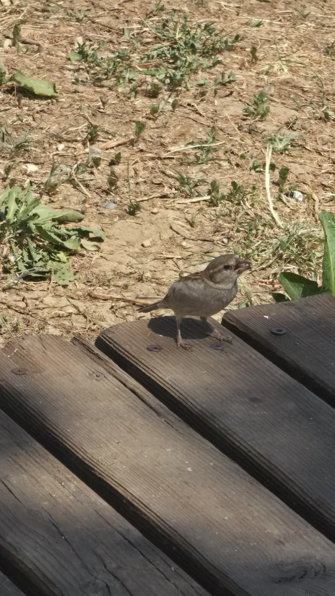 Spotted Italian Sparrow