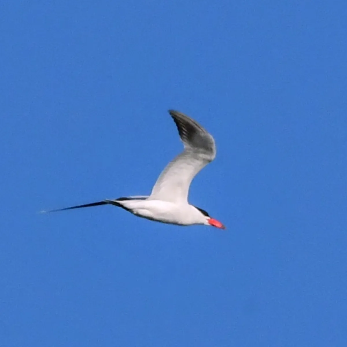 Spotted Caspian Tern