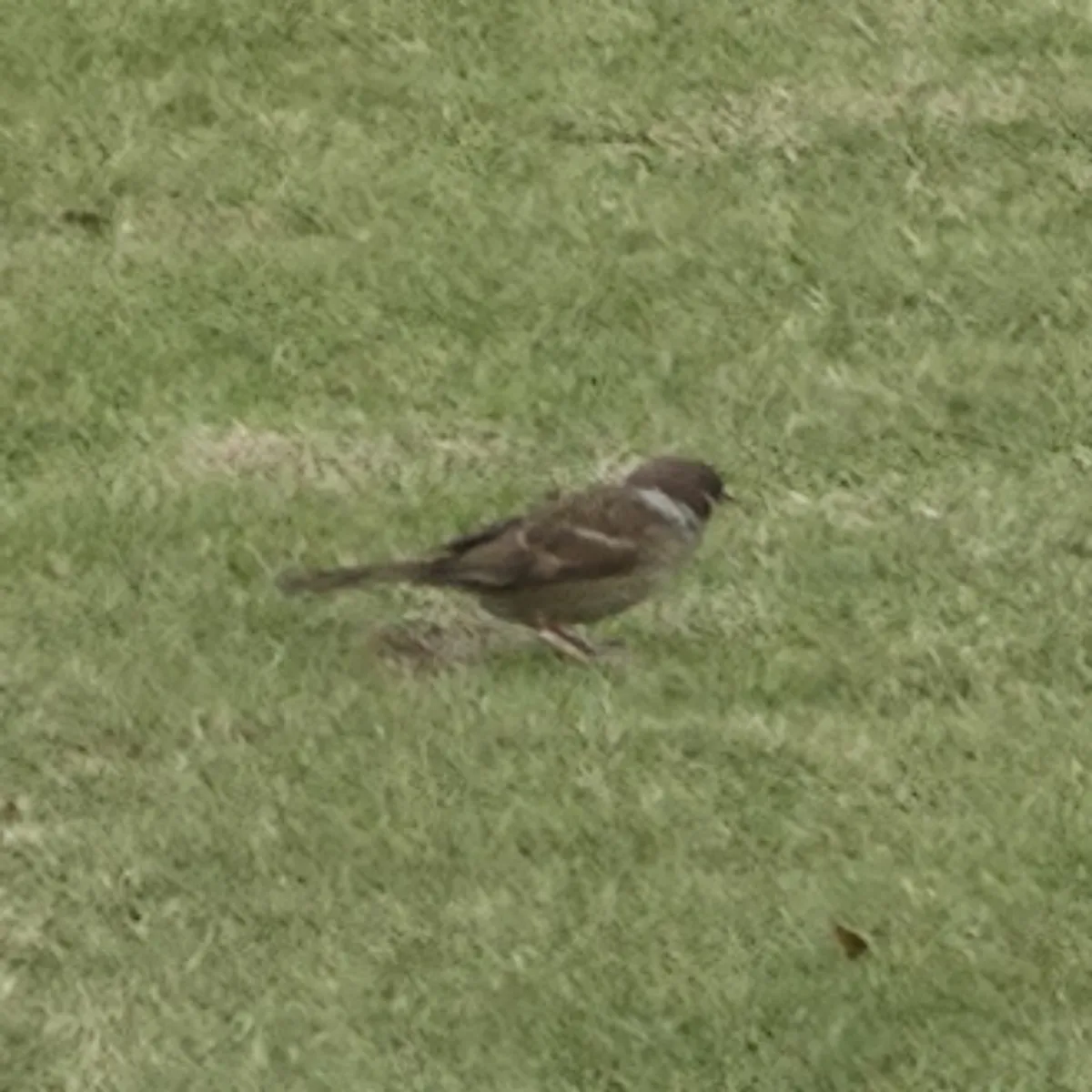 Spotted Eurasian Tree Sparrow