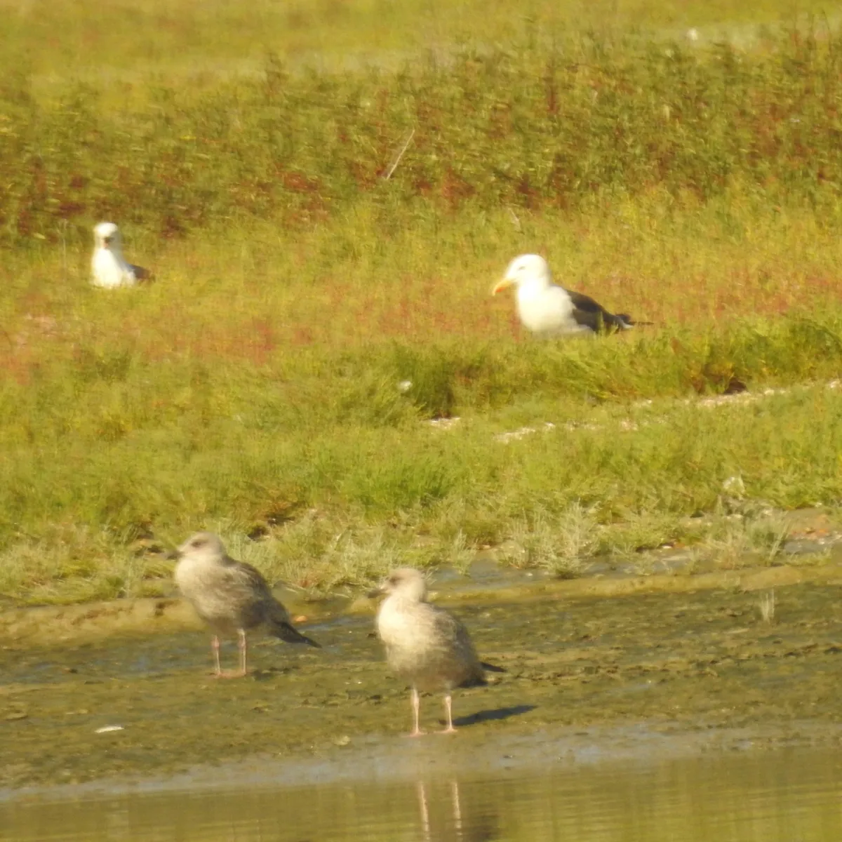 Spotted Lesser Black-backed Gull