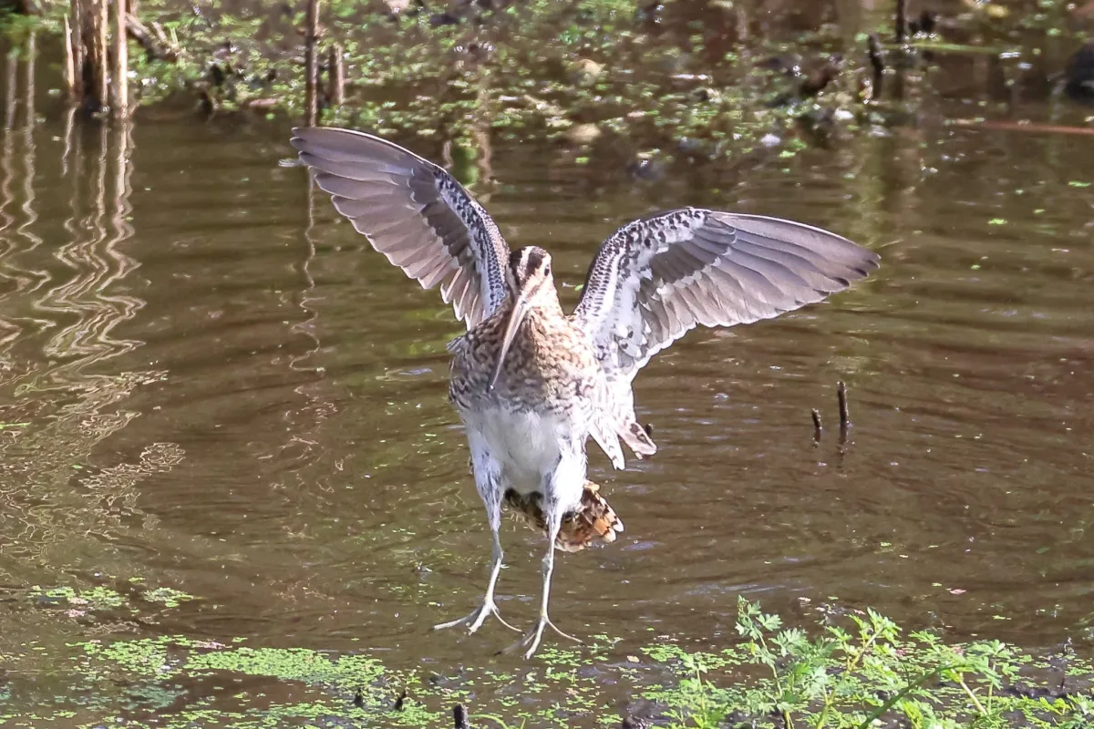 Waargenomen Watersnip