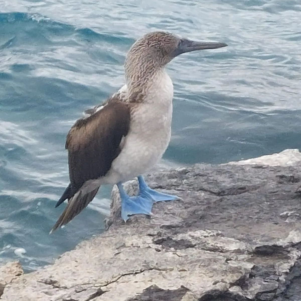 Spotted Blue-footed Booby