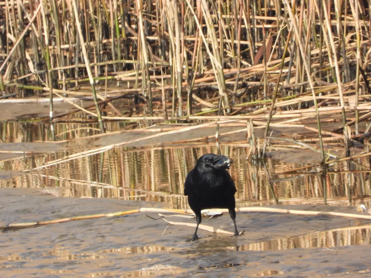 Gespotte Zwarte kraai