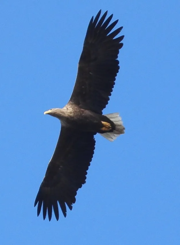 Spotted White-tailed Eagle